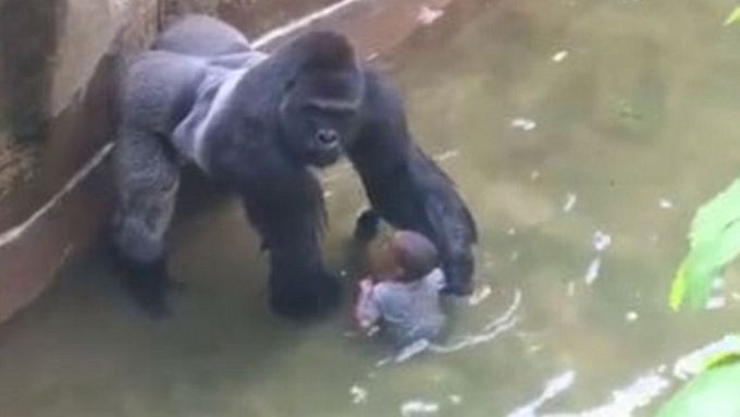 Lidský život má naprostou přednost, v Cincinnati Zoo jednali naprosto správně. Byla tam nervózní atmosféra, to se na gorily přenese, říká Bobek.