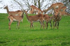Ze zoo ve Dvoře Králové uteklo po úterní bouřce několik antilop, šest se jich už vrátilo