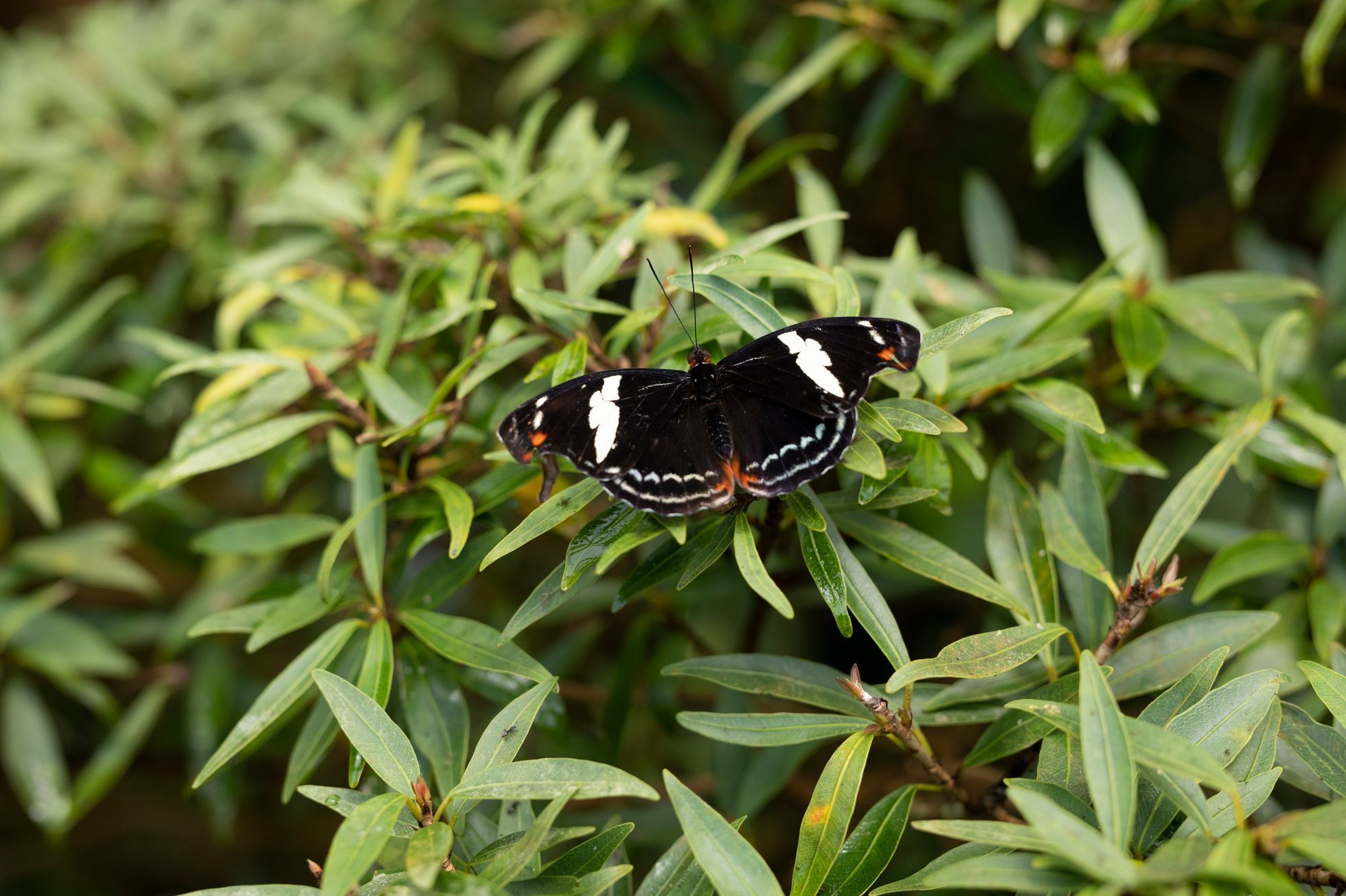 Botanická zahrada, fata morgana