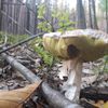 NEPOUŽÍVAT !!! Fotosoutěž houby 2017