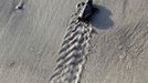 A Loggerhead turtle hatchling makes its way to the surf at Myrtle Beach State Park in Myrtle Beach, South Carolina August 4, 2012. Nest inventories are taken three days after they hatch and the empty egg shells are categorized and the information is sent to researchers. Turtle volunteers walk the area's beaches along South Carolina's coast daily during the nesting season, looking for signs of turtle activity and keeping tabs on the progress of the endangered species of turtles that lay their eggs along the coast. Photo taken August 4, 2012. REUTERS/Randall Hill (UNITED STATES - Tags: ANIMALS ENVIRONMENT) Published: Srp. 21, 2012, 12:48 odp.