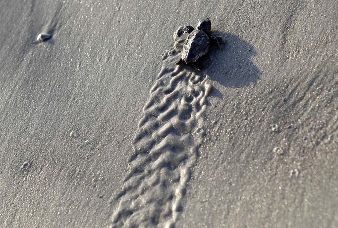 A Loggerhead turtle hatchling makes its way to the surf at Myrtle Beach State Park in Myrtle Beach, South Carolina August 4, 2012. Nest inventories are taken three days after they hatch and the empty egg shells are categorized and the information is sent to researchers. Turtle volunteers walk the area's beaches along South Carolina's coast daily during the nesting season, looking for signs of turtle activity and keeping tabs on the progress of the endangered species of turtles that lay their eggs along the coast. Photo taken August 4, 2012. REUTERS/Randall Hill (UNITED STATES - Tags: ANIMALS ENVIRONMENT) Published: Srp. 21, 2012, 12:48 odp.