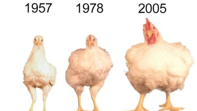 Ilustrační grafika z Poultry Science