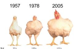Vědci zjistili, proč jsou dnešní kuřata větší než dříve