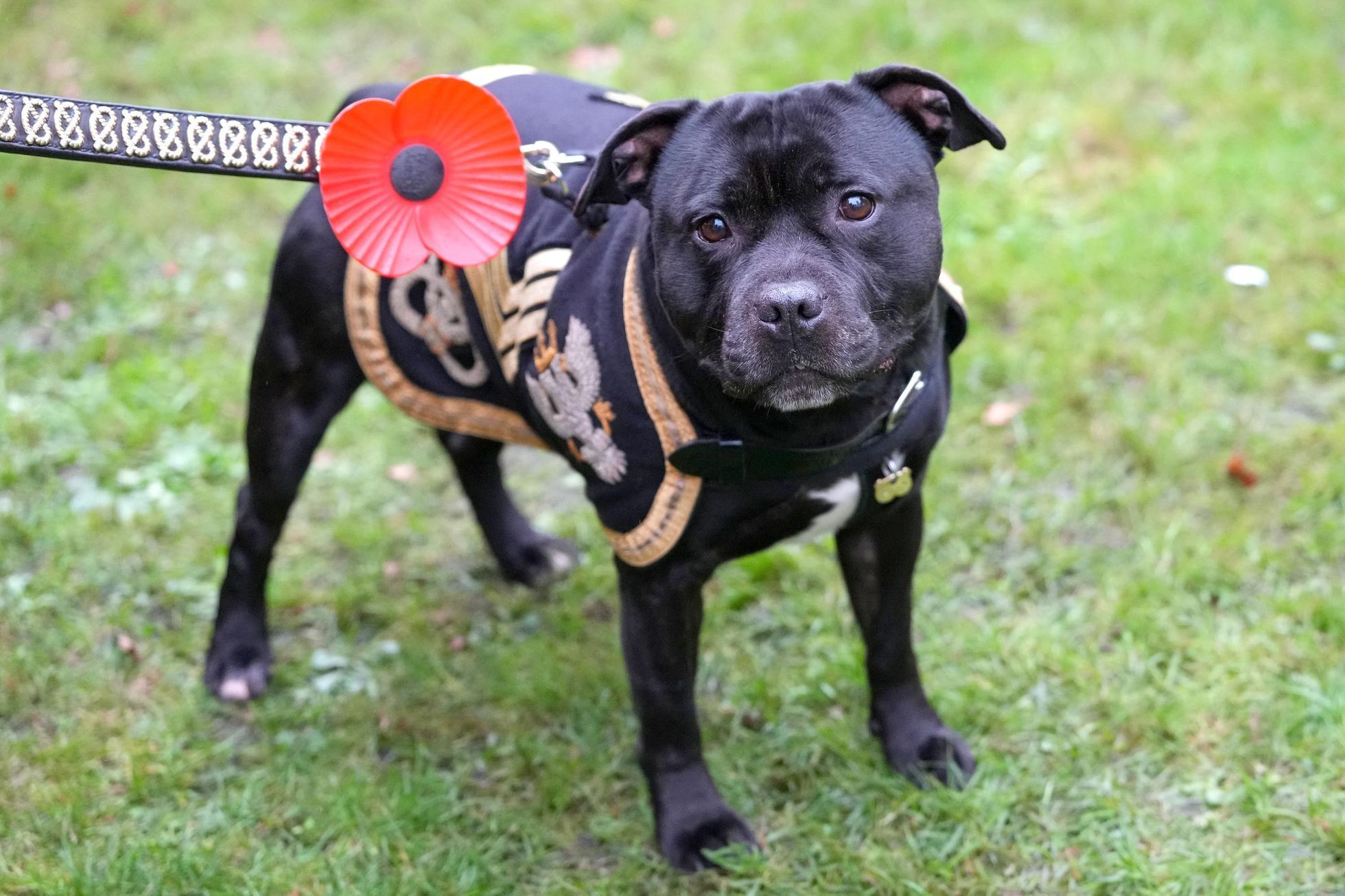 Velká Británie, den vzpomínek, váleční veteráni, Kate, Camilla, královská rodina