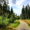 Šumava, Hamerský potok, Vydra