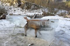 Německo obletěl snímek zamrzlé lišky v ledu. Pro některé je varováním, jiní tvrdí, že jde o žert