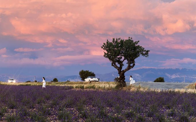 Levandulová pole v Provence, Jižní Francie