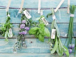 Malý herbář: Jaké bylinky si nasbírat už teď v březnu