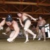 Japonští sumo na "letním táboře"