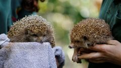 Tlustí ježci v izraelské zoo