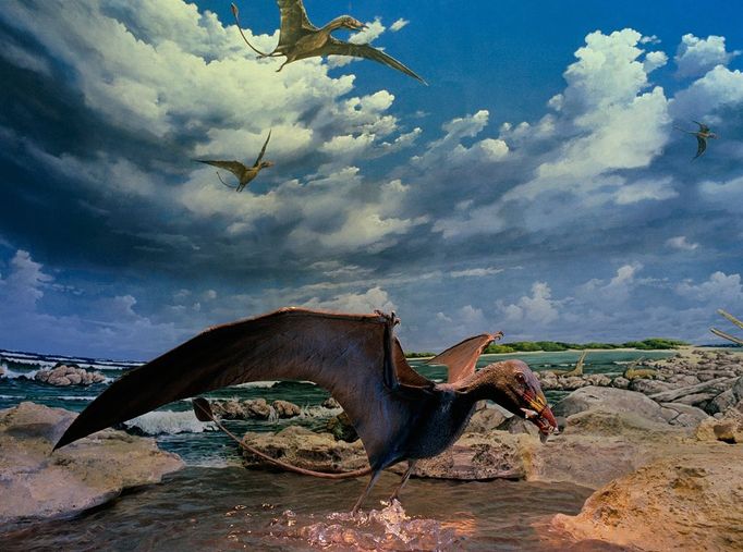 Depiction of Eudimorphon at Museum Image: 0014602904, License: Rights managed, The Museo Civico di Scienze Naturali has created a diorama, after an illustration by John Sibbick, from a book by Dr. Peter Wellenhofer. Eudimorphon ranzii was found in the Cene limestone outcrop in northern Italy, in 1973. The oldest known pterosaur, Eudimorphodon is from the Middle to Upper Norian, in the Late Triassic. It had a wingspan of 1 meter, a thick tail, and rather short legs. The dentition design of the pterosaur's jaws make it likely that Eudimorphodon ate small fish and insects. Wing fingers and most of the hind legs are missing in the 220 million-year-old fossil. Pterosaurs, the first vertebrates to take to the skies, were thought to be cold-blooded, awkward gliders. Recent fossil evidence, however, shows possible hair-like structures much like the feathers of modern birds. Pterosaurs may have had a warm-blooded metabolism (also called endothermi, Property Release: No or not aplicable, Model Release: No or not aplicable, Place: Bergamo, Italy, Credit line: Profimedia.cz, Corbis