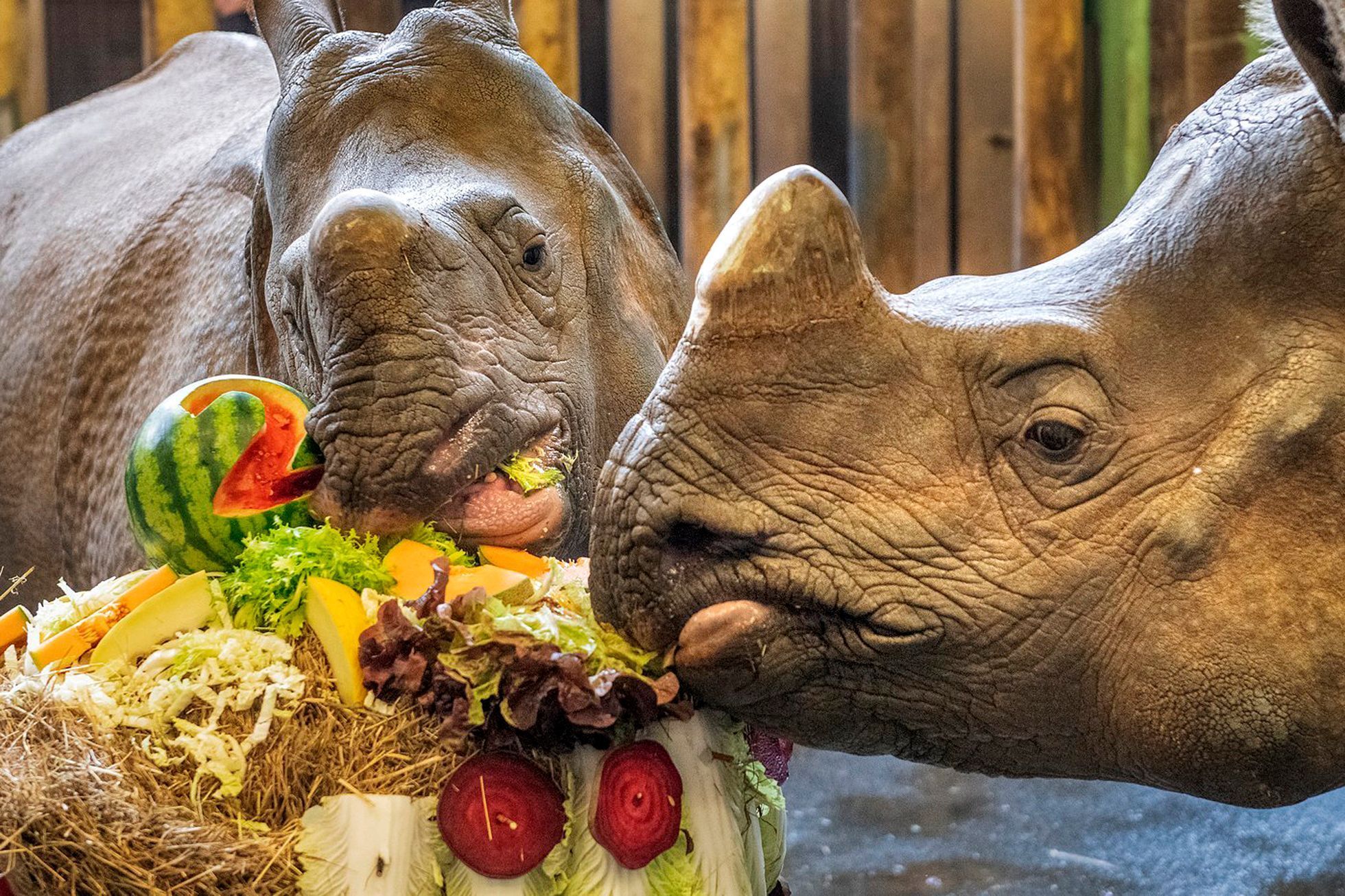 Zoo, Plzeň, nosorožec indický, mládě, narození