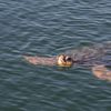 Fotogalerie / Jak se zachraňují mořské želvy v Turecku / Reuters / 6