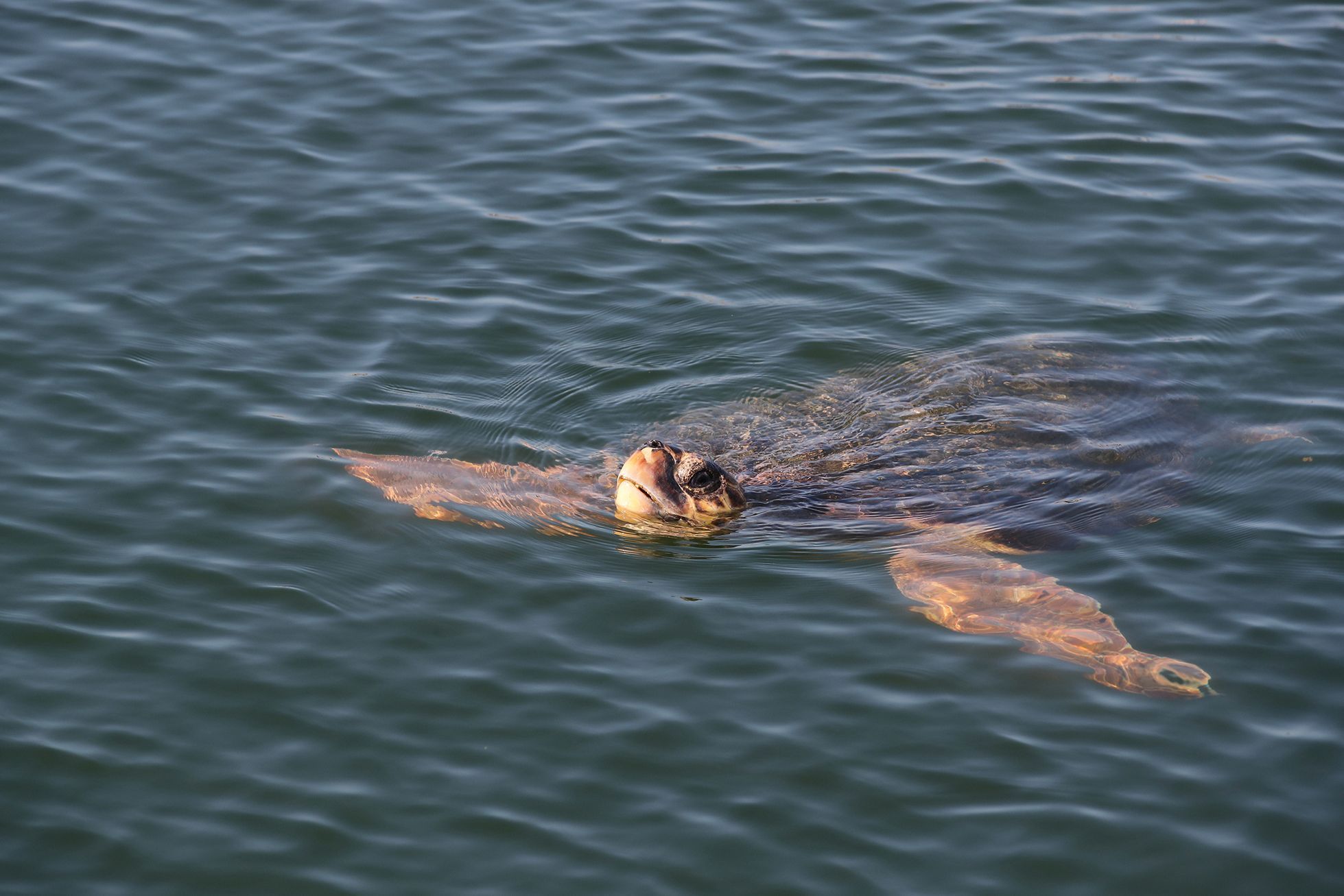 Fotogalerie / Jak se zachraňují mořské želvy v Turecku / Reuters / 6