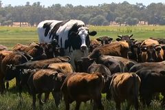 Tohle je největší býk v Austrálii. Váží 1400 kilo a díky tomu unikl porážce