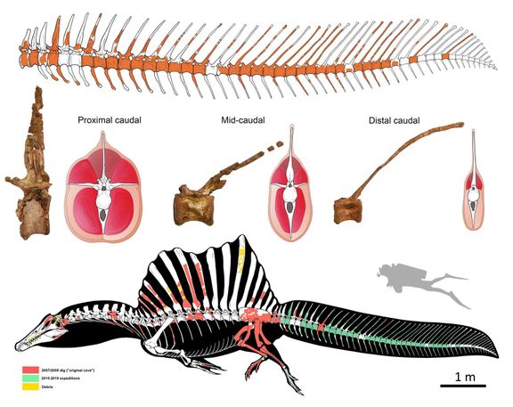 Podařilo se dát dohromady asi pětinu kostry. Nejvíce cenný je pro paleontology ocas, který svou délkou a strukturou dokazuje, že tento druh Spinosaura žil pouze ve vodě.
