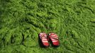 A pair of slippers is seen at an algae-filled coastline in Qingdao, Shandong province June 9, 2013. Picture taken June 9, 2013. REUTERS/China Daily (CHINA - Tags: ENVIRONMENT) CHINA OUT. NO COMMERCIAL OR EDITORIAL SALES IN CHINA Published: Čer. 10, 2013, 5:36 dop.