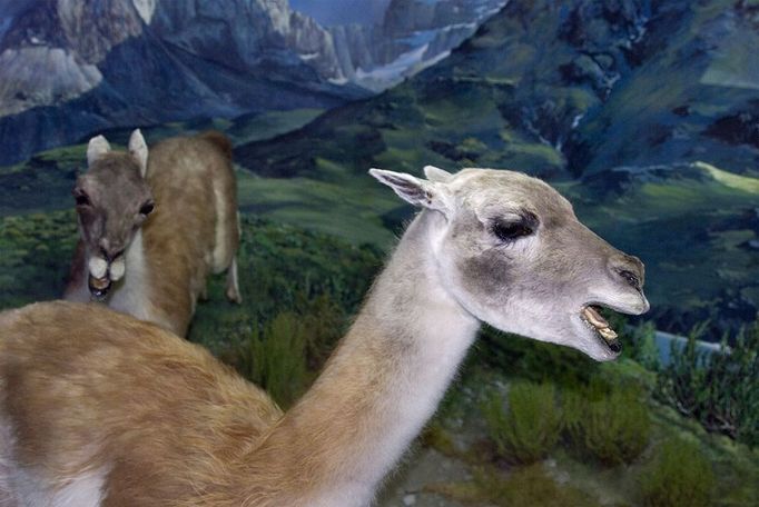 VicuĂ±a (Vicugna vicugna) in diorama