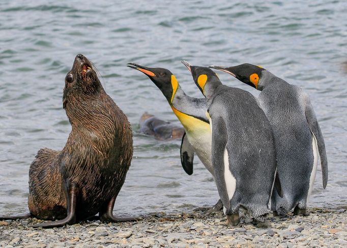 Finalisté fotosoutěže Comedy Wildlife Photography Awards 2018