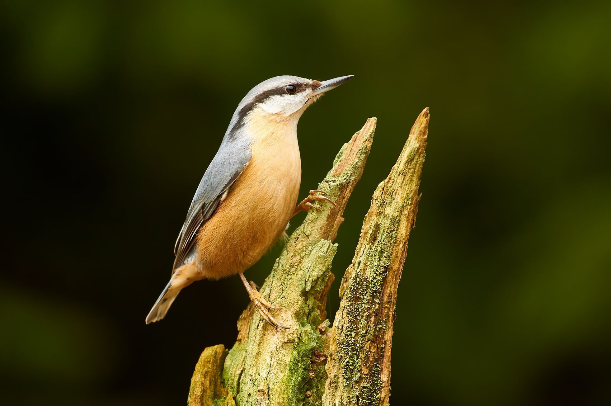 Nominace na Czech Nature Photo 2021