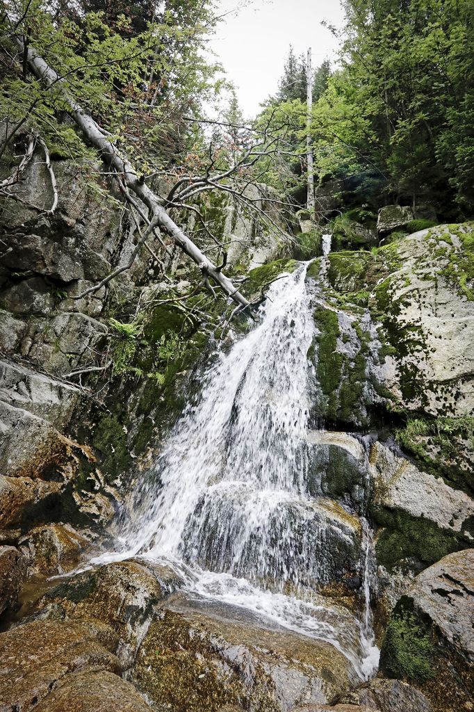 Jizerskohorské bučiny