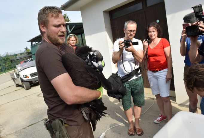 Pracovníci zlínské zoologické zahrady odchytávali 19. července 2019 mládě supa hnědého, které bude vypuštěno do volné přírody v pohoří Stará Planina v Bulharsku.