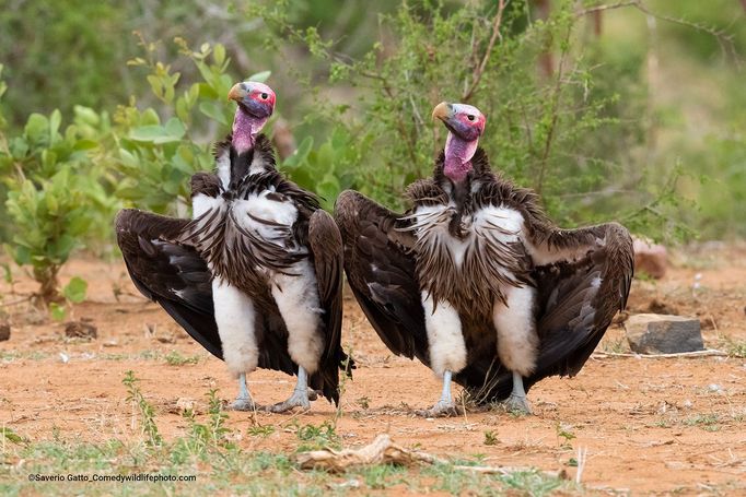 Finalisté soutěže Comedy Wildlife Photography Awards 2022