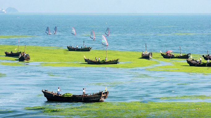 Workers clean up blue-green algae from the sea as windsurfers sail behind, at Qingdao, the host city for sailing events at the 2008 Olympic Games, in eastern China's Shandong province Tuesday June 24, 2008. The Qingdao government has organized 400 boats and 3000 people to help remove the algae after Olympics organizers ordered a cleanup. Experts say the algae, which has clogged the coastline of the Olympic city, is a result of climate change and recent heavy rains in southern China, according to the Xinhua news agency.