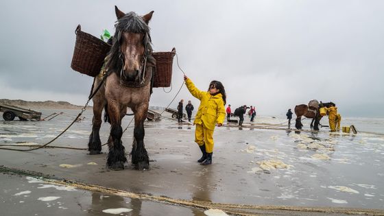 Belgičtí lovci krevet používají brabantské plemeno tažných koní.