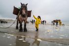 Reportáž: Na koni za krevetami. Belgičané na pobřeží udržují jedinečnou tradici lovu