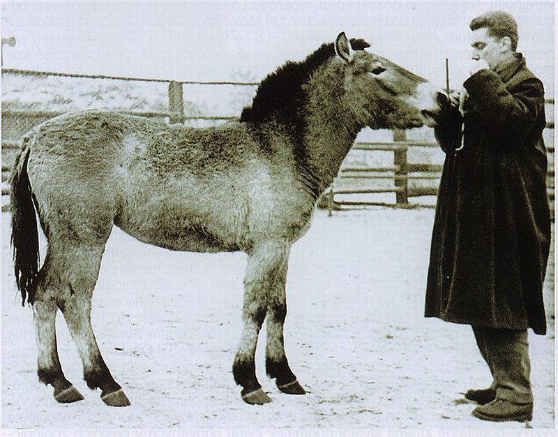 Kůň Převalského