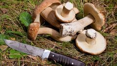 Ilustrační snímek (houby, houbaření, nůž)