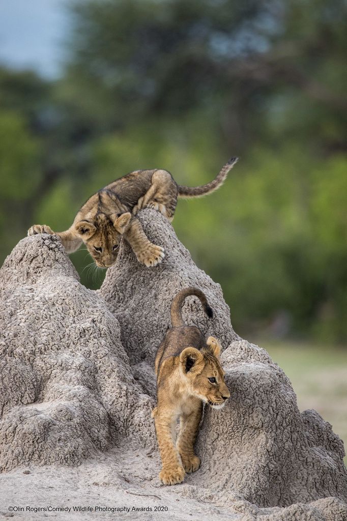 Vítězné snímky ze soutěže Comedy Wildlife Photography Awards 2020