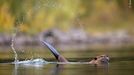 Fotografie ze soutěže Wildlife Photographer of the Year, které se utkají o cenu veřejnosti.