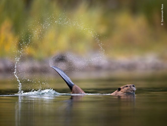 Fotografie ze soutěže Wildlife Photographer of the Year, které se utkají o cenu veřejnosti.