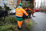 Pražské služby pravidelně v tuto část roku vyčleňují na odvoz několik popelářských vozů, které nedělají nic jiného, než že odváží stromky od popelnic.