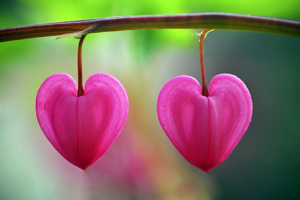 Obrazem: Fascinující podoby symbolu srdce v přírodě