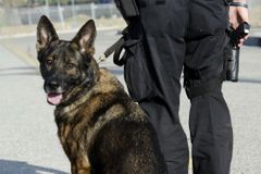 Policejní pes musí někdy obětovat život. Aby přežil člověk