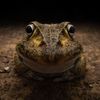 Vítězné fotografie ze soutěže Nikon Comedy Wildlife Awards 2024