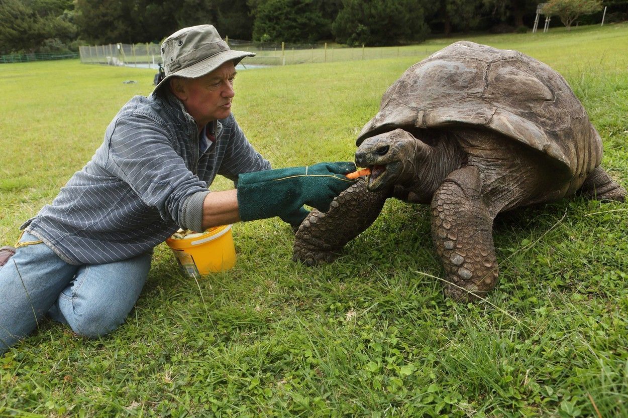 Sameček Jonathan je nejstarší želvou v historii.