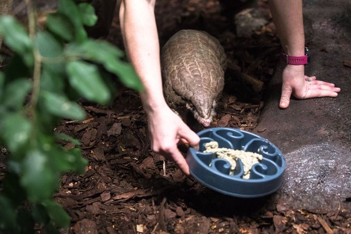 Luskouni v pražské zoo.