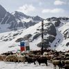 Fotogalerie / Ovce v Alpách / Reuters / 4