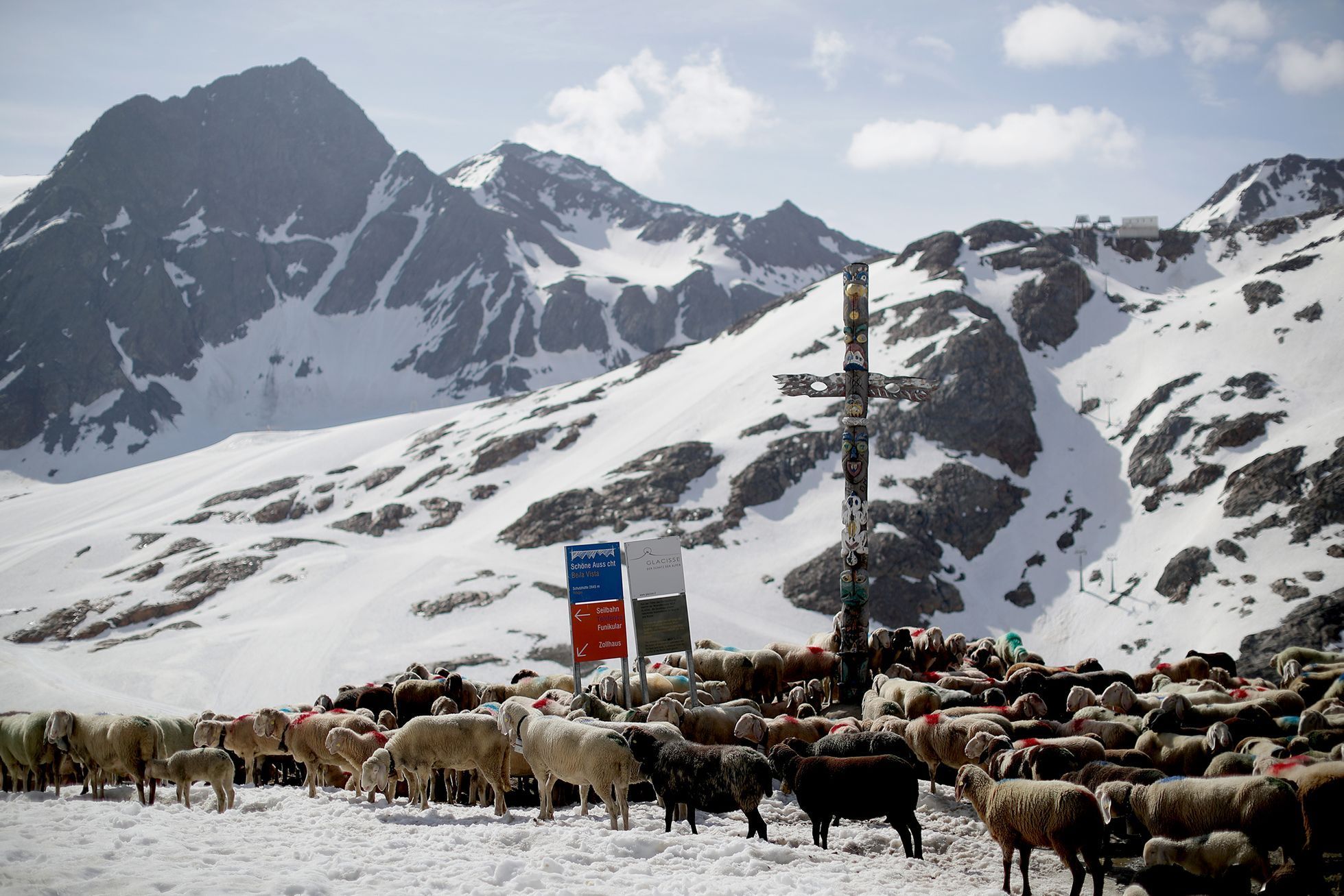 Fotogalerie / Ovce v Alpách / Reuters / 4