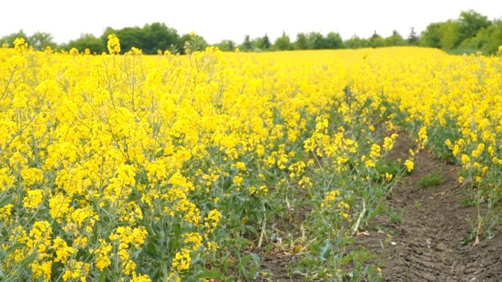 Ceny řepky se dostaly na rekord. Podle komory podraží řepkové oleje; Zdroj foto: DVTV
