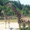 Žirafy v pražské zoo