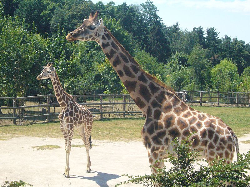 Žirafy v pražské zoo