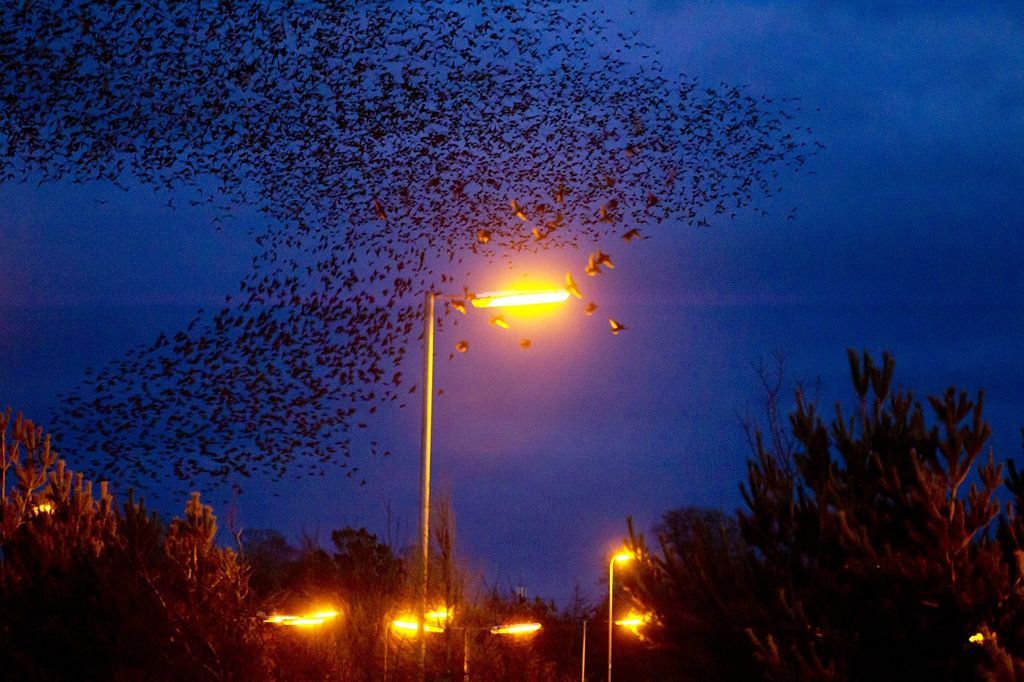 Fotogalerie: Když na obloze kouzlí hejna špačků