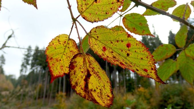 Foto: Martin Šik