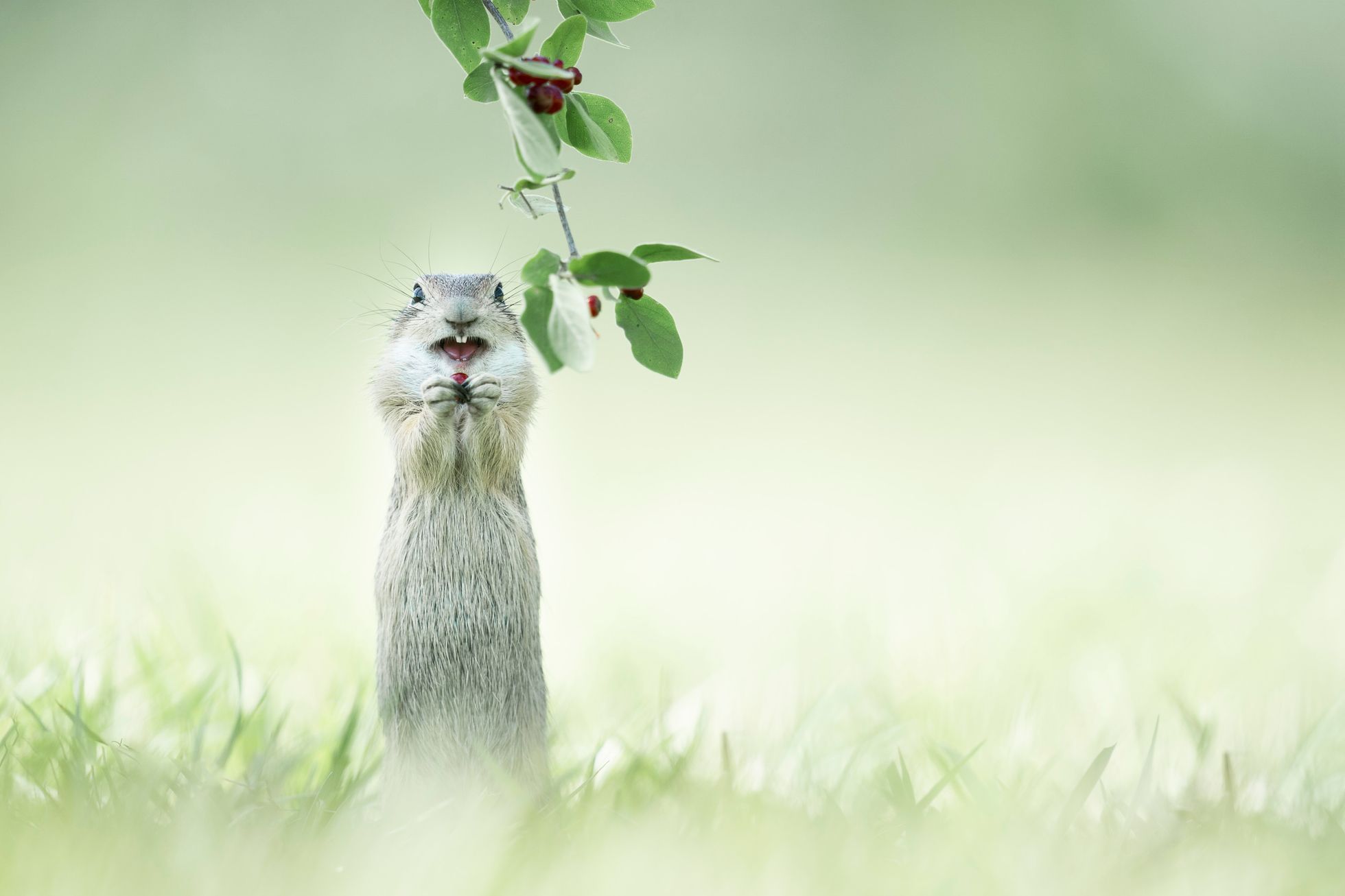 Finalisté soutěže Comedy Wildlife Photography Awards 2023